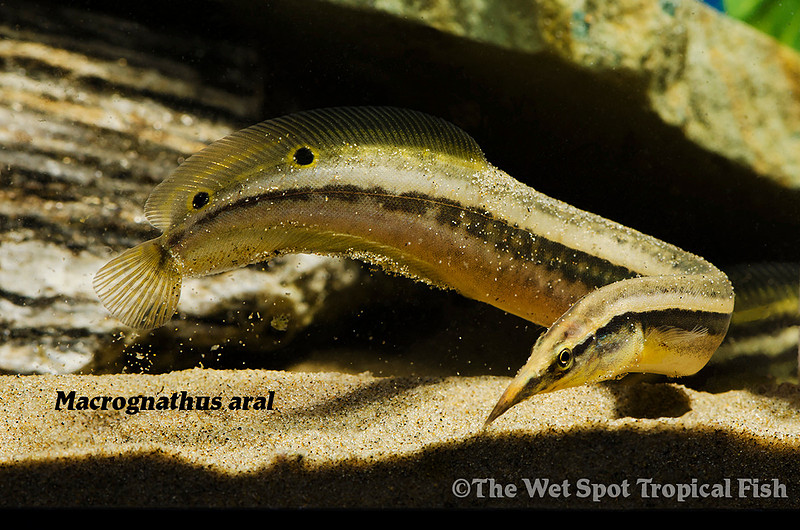 Wet Spot Tropical Fish Spiny Eels