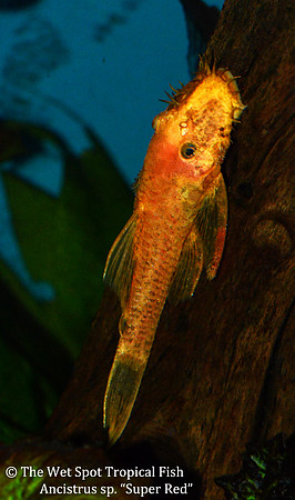 Ancistrus sp. "Super Red Bushynose Pleco"