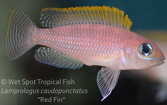 Neolamprologus caudopunctatus "Red Fin"