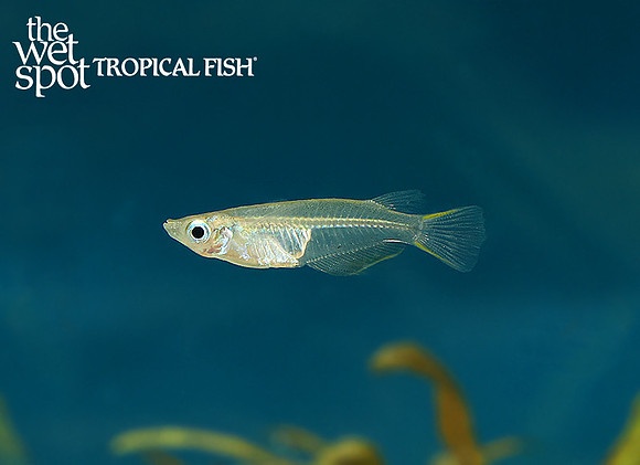 Oryzias javanicus "Javanese Ricefish"