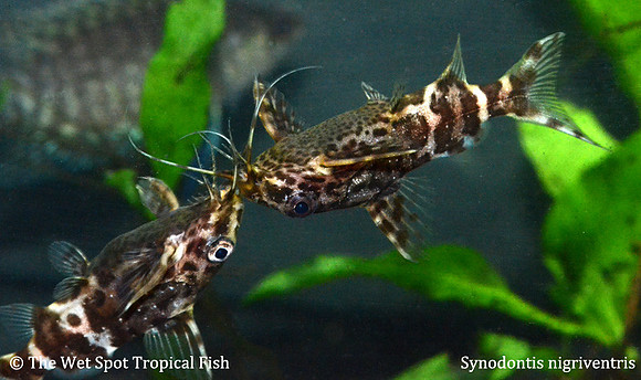 Synodontis nigriventris - Upside Down Cat