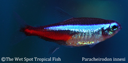 Paracheirodon innesi - Neon Tetra