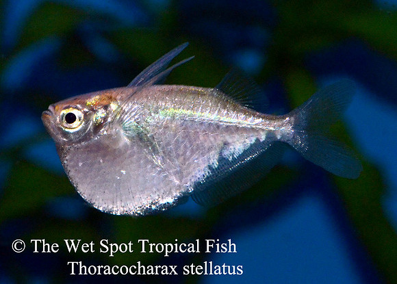 Thoracocharax stellatus - Platinum Hatchet Fish