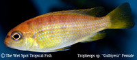 Tropheops sp. "Macrophthalmus Gallireya" Female
