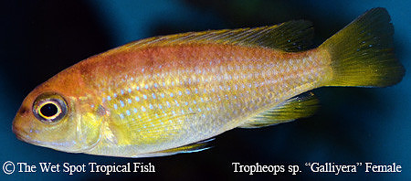 Tropheops sp. "Macrophthalmus Gallireya" Female