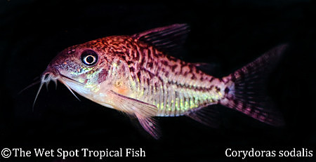 Corydoras sodalis - False Network Cory