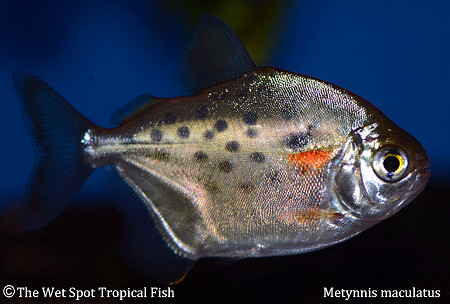 Metynnis maculatus - Spotted Silver Dollar
