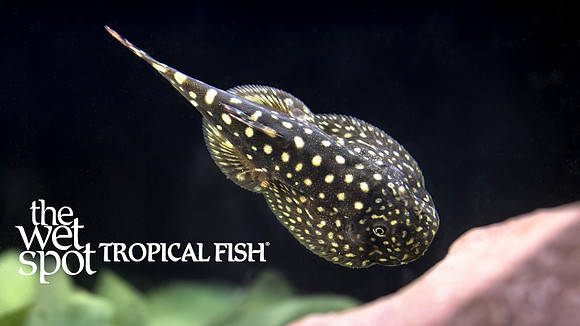 Gastromyzon punctatus"Spotted Borneo Sucker Loach"