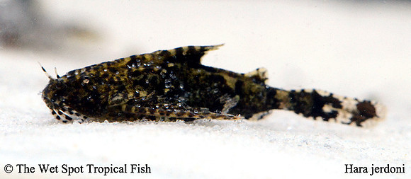 Hara jerdoni - Dwarf Anchor Cat