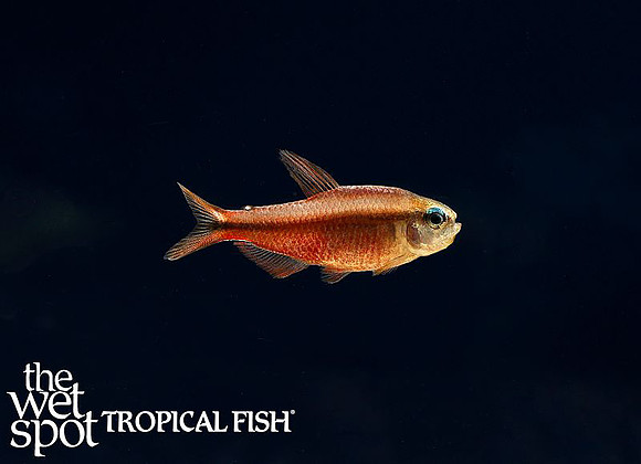 Hyphessobrycon notidanos - Super Red Devil Tetra