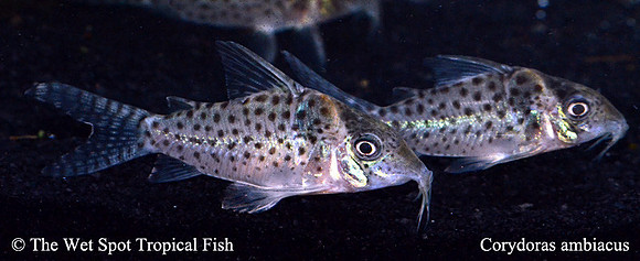 Corydoras ambiacus - Spotted Cory