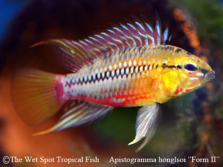 Apistogramma hongsloi Form II