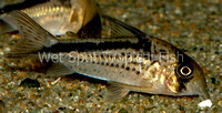 Corydoras loxozonous C083 - Belted Cory