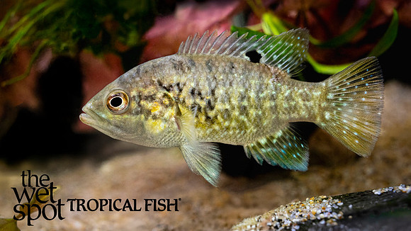 Paratilapia bleekeri"Starry Night Cichlid" "Andapa Big Spot"