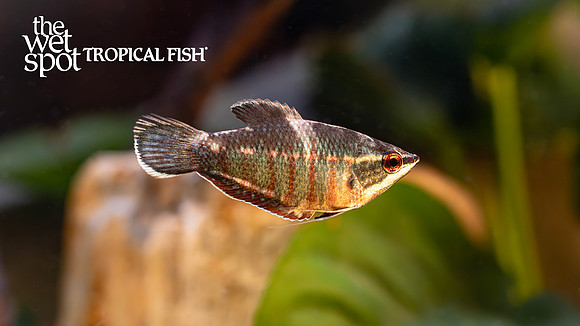 Sphaerichthys vaillanti "Samurai Chocolate Gourami"