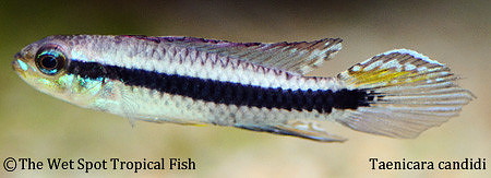 Taeniacara candidi - Black-Stripe Dwarf Cichlid ♂