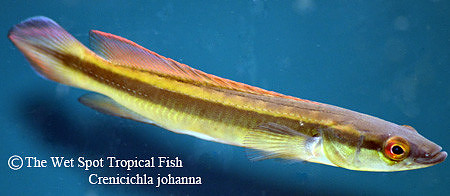 Crenicichla johanna