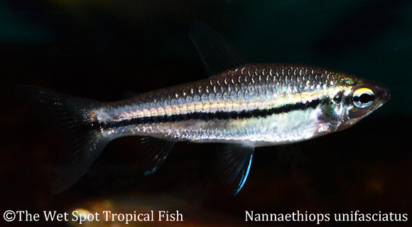 Nannaethiops unifasciatus - One Line Tetra