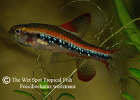 Poeciliocharax weitzmani - Black Darter Tetra