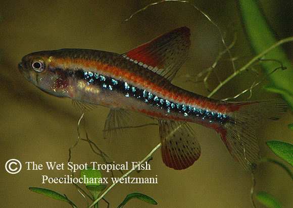 Poeciliocharax weitzmani - Black Darter Tetra