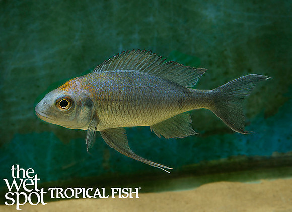 Ophthalmotilapia ventralis "Kasanga orange cap"