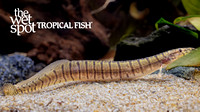 Macrognathus zebrinus "Burmese Zebra Eel"