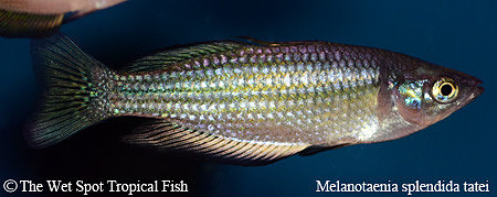 Desert Rainbowfish - Melanotaenia splendida tatei