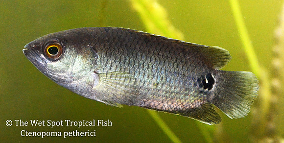 Ctenopoma petherici - Petheric's Bushfish