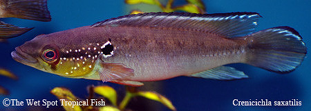 Crenicichla saxatilis