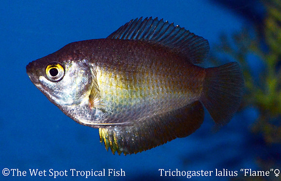 Trichogaster lalius - Red Flame Dwarf Gourami ♀