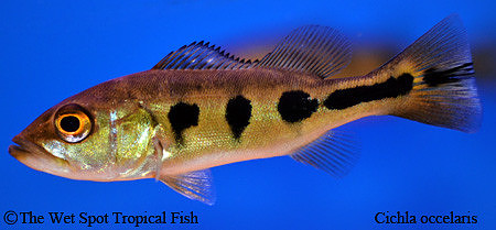Cichla ocellaris - Peacock Bass