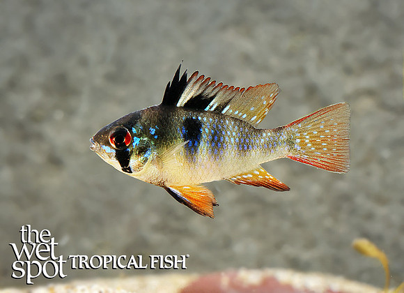 Mikrogeophagus ramirezi "Black Ram"