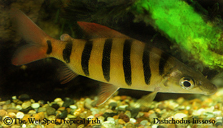 Distichodus lussoso - Long Nose Distichodus