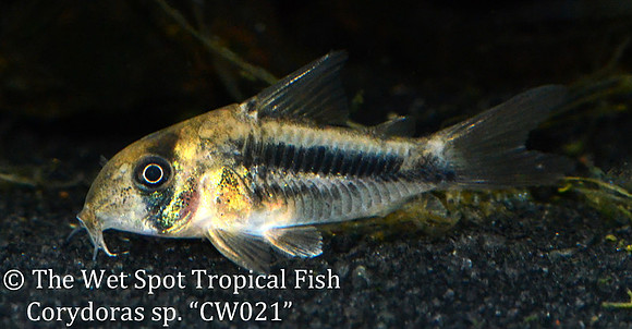 Corydoras sp. CW021 - Three Line Cory