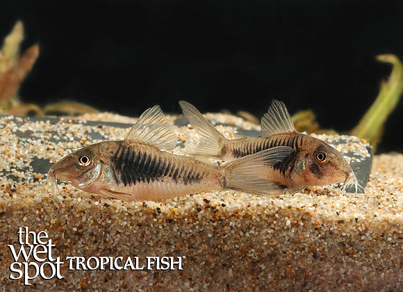 Corydoras sp. "CW124" "Inca Cory"