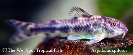 Aspidoras spilotus C125