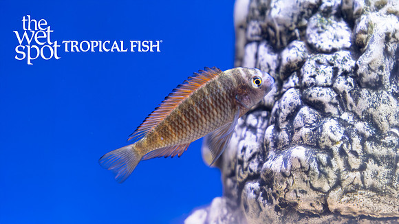 Tropheus moorii "Moliro"  "Red Firecracker"