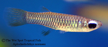 Norman's Lampeye Killi - Aplocheilichthys normani