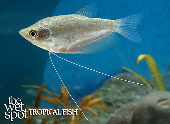 Trichopodus microlepis Moonlight Gourami