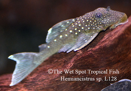Hemiancistrus sp. "Blue Phantom Pleco" L128