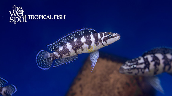 Julidochromis transcriptus "Gombi"