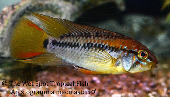 Apistogramma macmasteri ♂