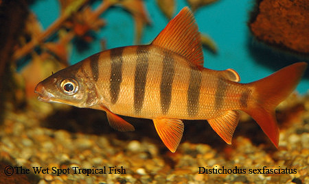 Distichodus  sexfasciatus - Banded Distichodus