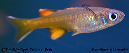 Pacific Blue Eye - Pseudomugil signifer