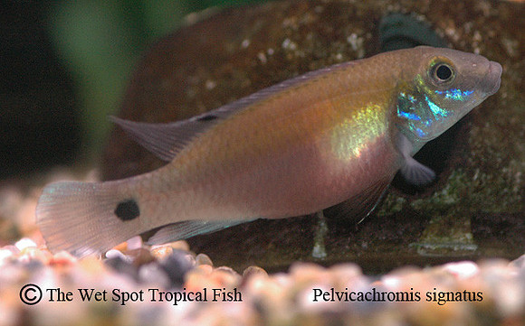Pelvicachromis signatus ♀