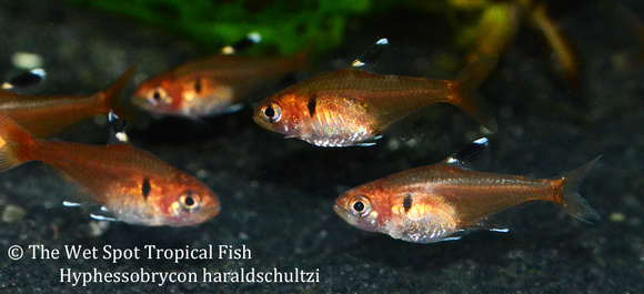 Hyphessobrycon haraldschultzi - Red Crystal Tetra