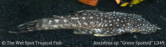 Ancistrus sp. L349 - "Green Spotted Bushynose Pleco"