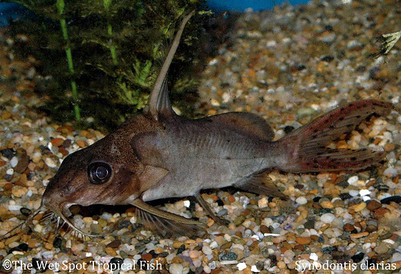 Synodontis clarias - Red Tailed Squeaker Cat