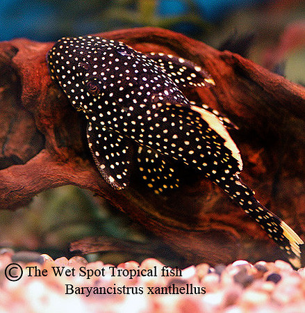 Baryancistrus xanthellus "Gold Nugget" L081