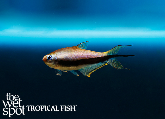 Nematobrycon palmeri - Emperor Tetra